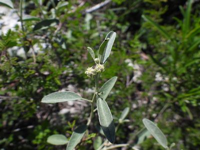 Croton dioicus, photographed by Leticia Jiménez Hernández