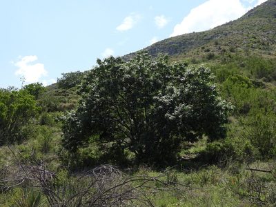 Fraxinus cuspidata, photographed by Leticia Jiménez Hernández