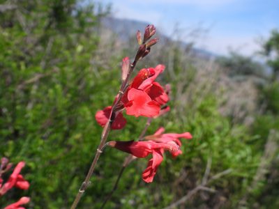 Salvia greggii, photographed by Leticia Jiménez Hernández