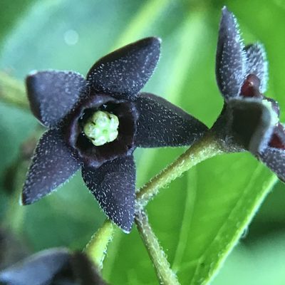 Vincetoxicum nigrum, photographed by Michael Pirrello