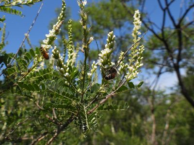 Eysenhardtia texana, photographed by Leticia Jiménez Hernández