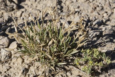 Astragalus spatulatus, photographed by Cecelia Alexander