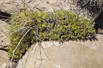 Paronychia sessiliflora, photographed by Cecelia Alexander