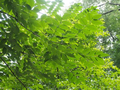 Phellodendron amurense, photographed by Lena Struwe