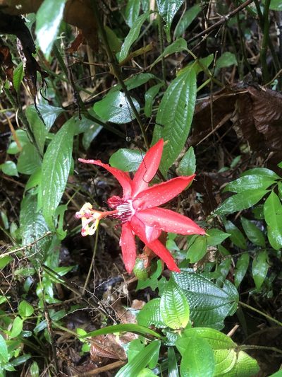 Passiflora miniata, photographed by Jared Shorma