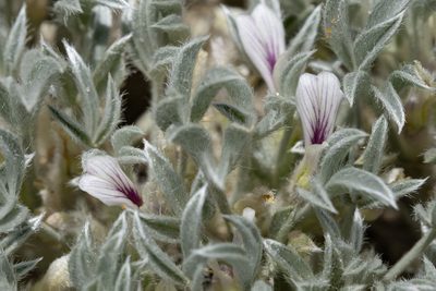 Astragalus hyalinus, photographed by Cecelia Alexander