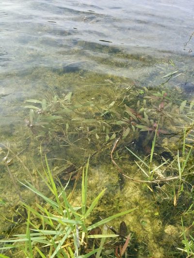 Hygrophila polysperma, photographed by Ian Pfingsten