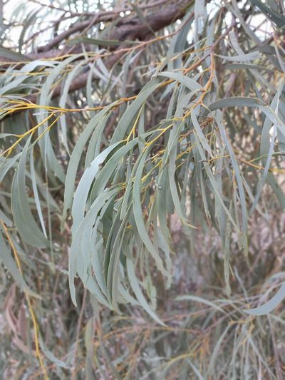 Acacia harpophylla, photographed by Tony van Kampen