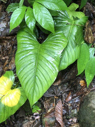 Philodendron ernestii, photographed by Jared Shorma