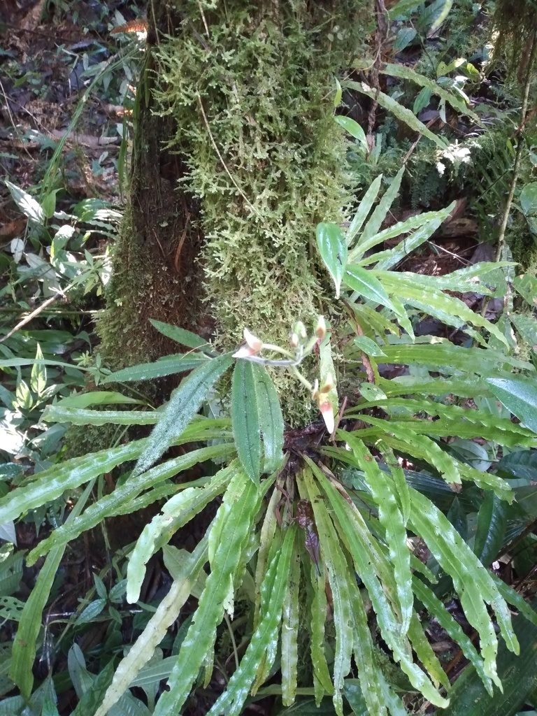 Ponthieva boliviensis, photographed by Alfredo F. Fuentes Claros