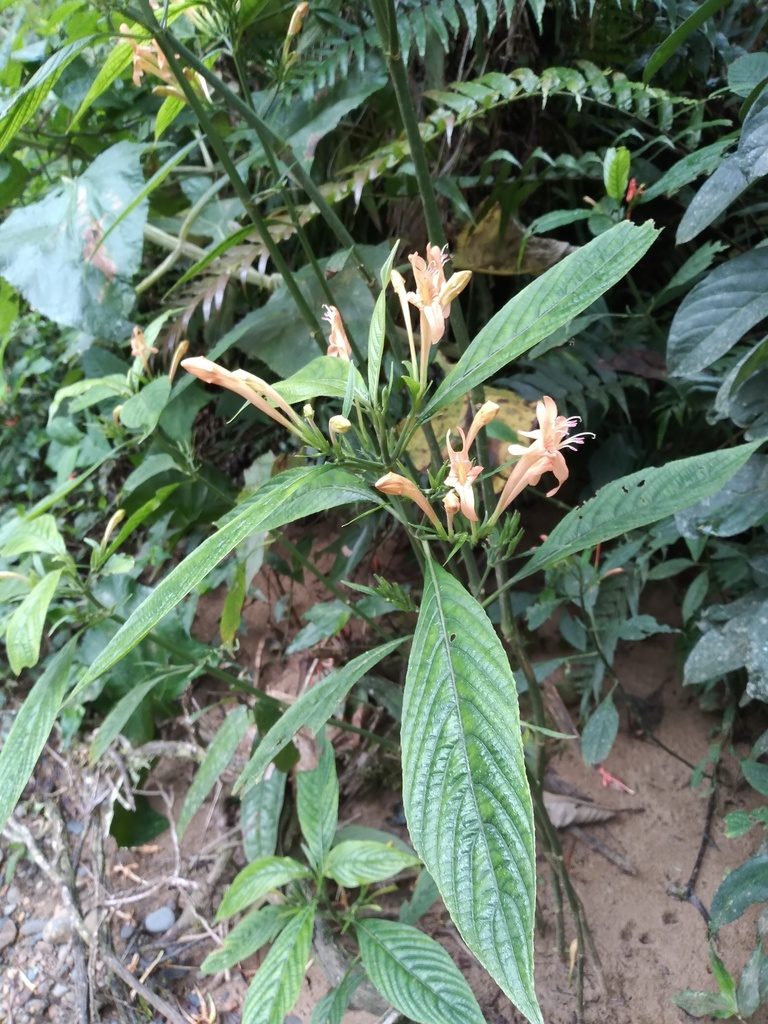 Ruellia haenkeana, photographed by Alfredo F. Fuentes Claros