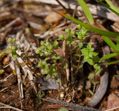 Radiola linoides, photographed by bobkennedy