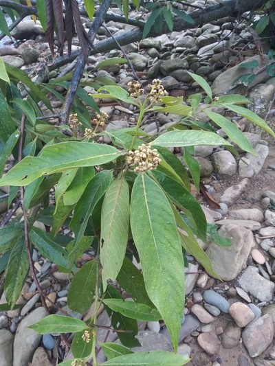 Nectandra mollis, photographed by Alfredo F. Fuentes Claros