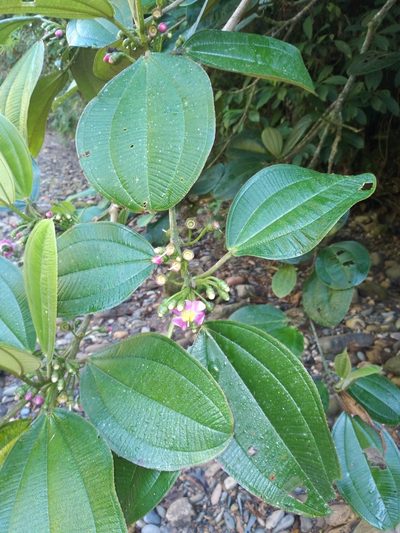 Blakea multiflora, photographed by Alfredo F. Fuentes Claros