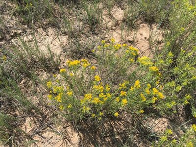 Chrysothamnus viscidiflorus, photographed by Daniel Atha