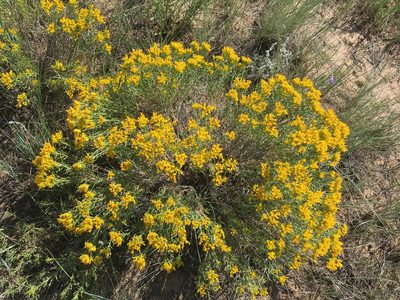 Chrysothamnus viscidiflorus, photographed by Daniel Atha