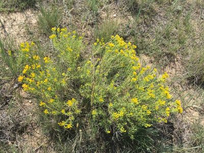 Chrysothamnus viscidiflorus, photographed by Daniel Atha