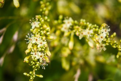 Brunnichia ovata, photographed by Melissa McMasters