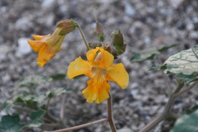 Proboscidea althaeifolia, photographed by Mike Ostrowski