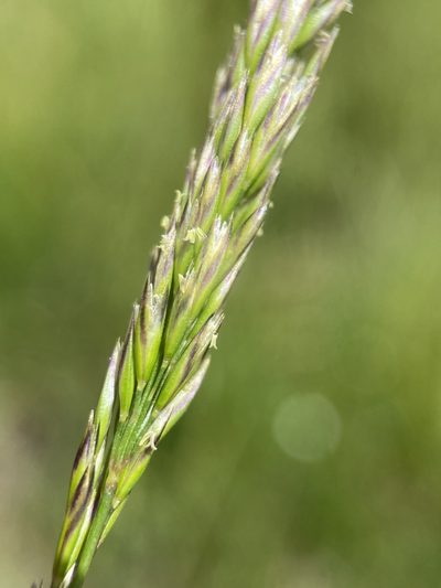 Graphephorum wolfii, photographed by Matt Berger