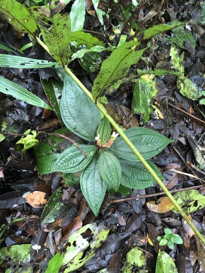 Triolena amazonica, photographed by Jared Shorma