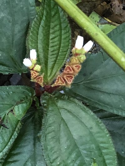 Triolena amazonica, photographed by Jared Shorma