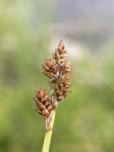 Carex praeceptorum, photographed by Matt Berger