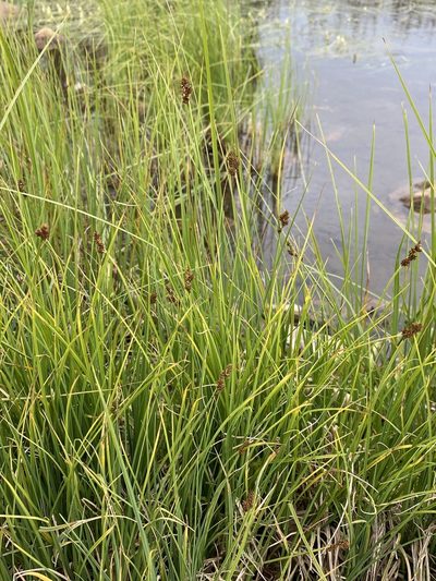 Carex praeceptorum, photographed by Matt Berger