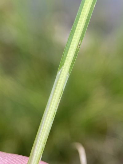 Carex praeceptorum, photographed by Matt Berger