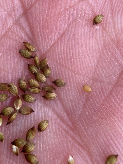 Carex praeceptorum, photographed by Matt Berger