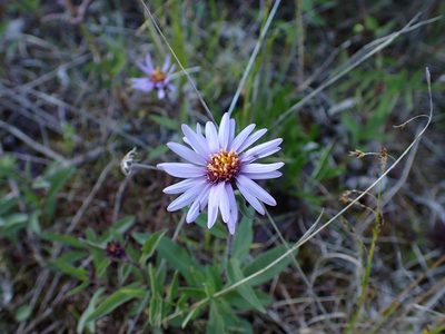 Eurybia sibirica, photographed by Matt Muir