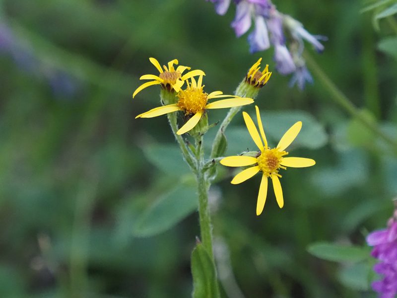 Senecio lugens, photographed by Matt Muir