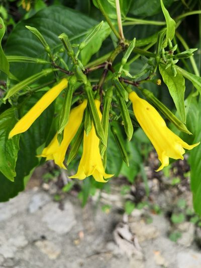 Hamelia xorullensis, photographed by Ana Nuño