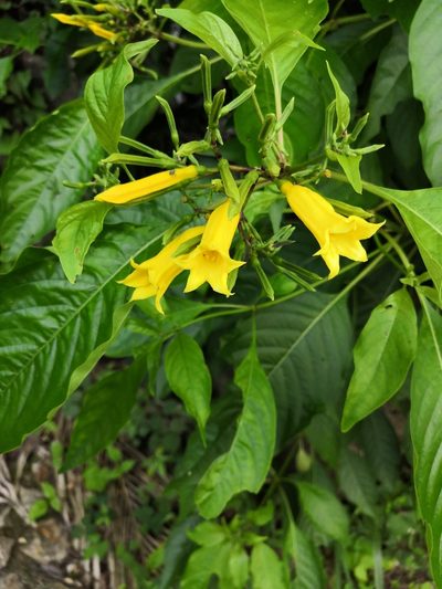 Hamelia xorullensis, photographed by Ana Nuño