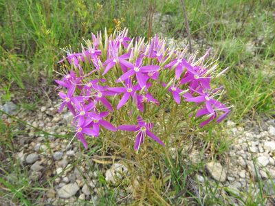 Zeltnera beyrichii, photographed by Annika Lindqvist