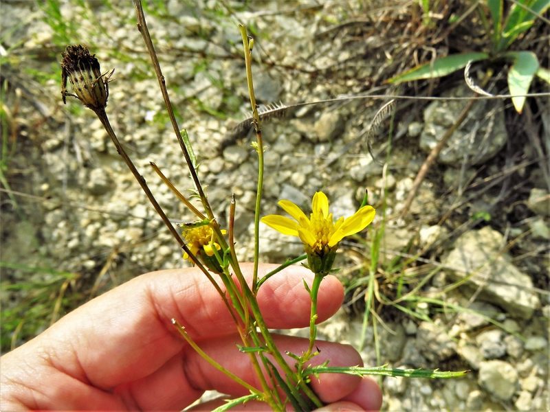 Dysodiopsis tagetoides, photographed by Annika Lindqvist