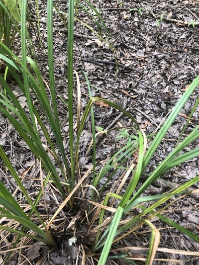 Carex joorii, photographed by John Kees