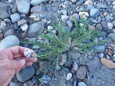 Oxytropis borealis, photographed by Matt Muir