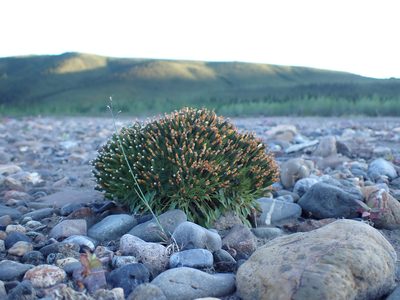 Askellia pygmaea, photographed by Matt Muir