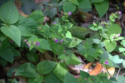 Mirabilis violacea, photographed by geralg