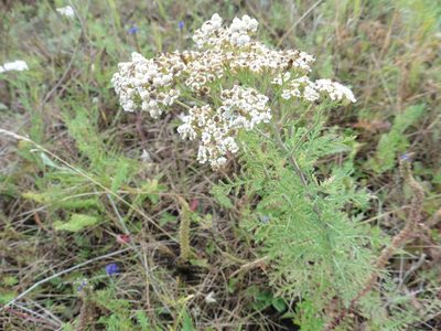 Achillea nobilis, photographed by Силаева Татьяна Борисовна