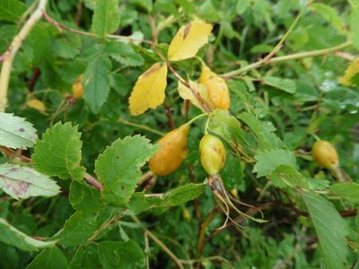 Rosa glabrifolia, photographed by Силаева Татьяна Борисовна