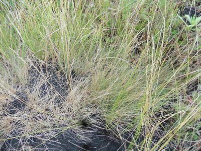 Festuca valesiaca, photographed by Силаева Татьяна Борисовна