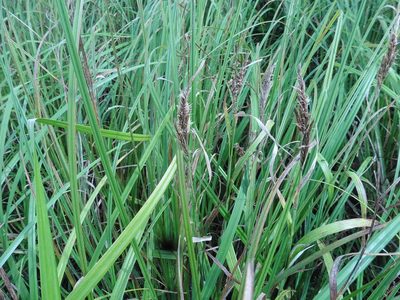 Carex riparia, photographed by Силаева Татьяна Борисовна