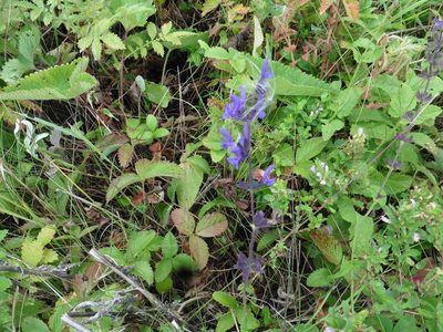 Salvia dumetorum, photographed by Силаева Татьяна Борисовна