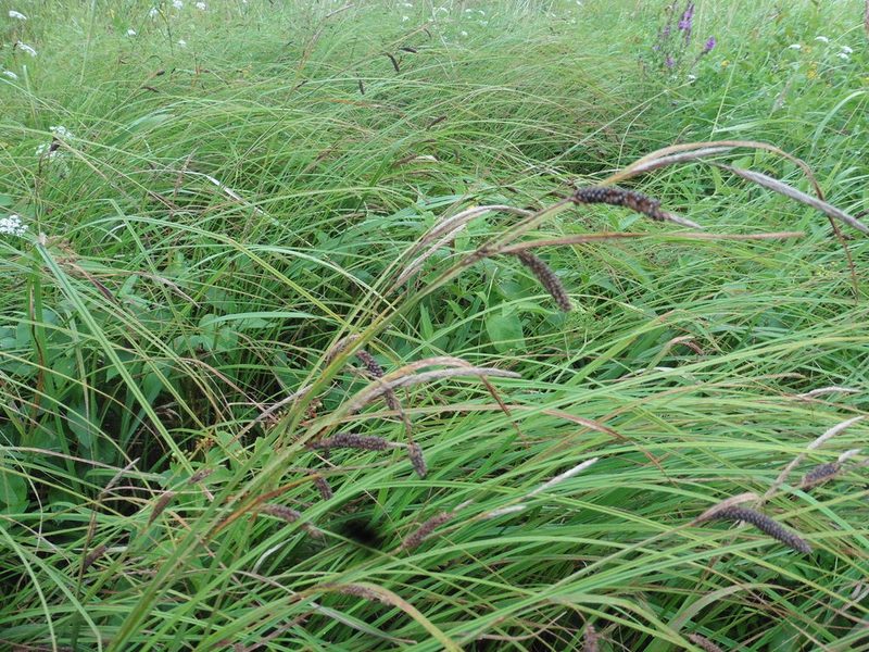 Carex acuta, photographed by Силаева Татьяна Борисовна