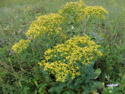 Senecio doria, photographed by Силаева Татьяна Борисовна