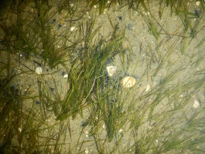 Zostera noltii, photographed by Duarte Frade