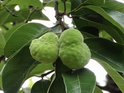 Artocarpus hypargyreus, photographed by Toby Y