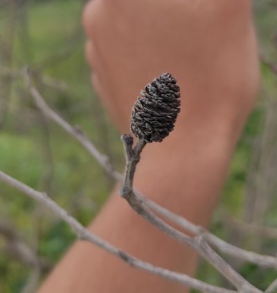 Alnus japonica, photographed by Dmitrii Mostovoi